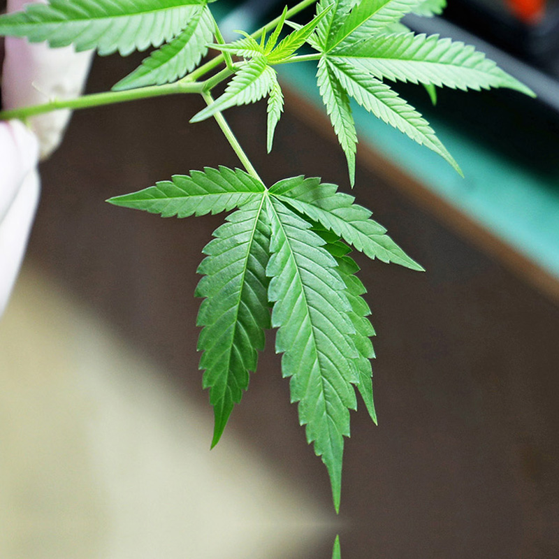 GERMANO_SERVICIOS_CANNABIS MEDICINAL
